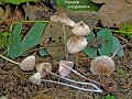 Mycena polygramma-amf1314